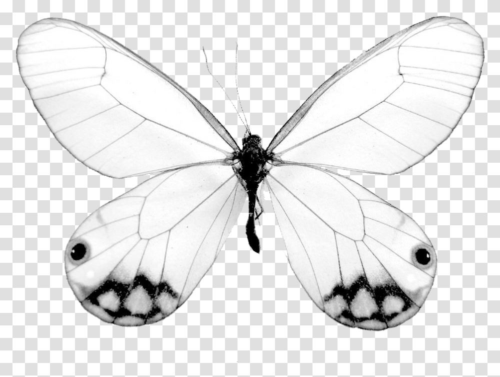 Butterfly Net, Insect, Invertebrate, Animal, Turtle Transparent Png