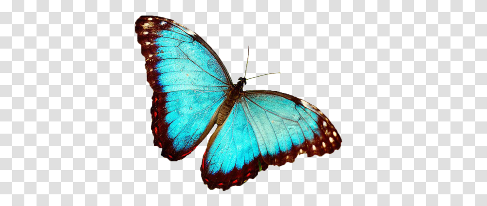 Butterfly New, Insect, Invertebrate, Animal, Moth Transparent Png