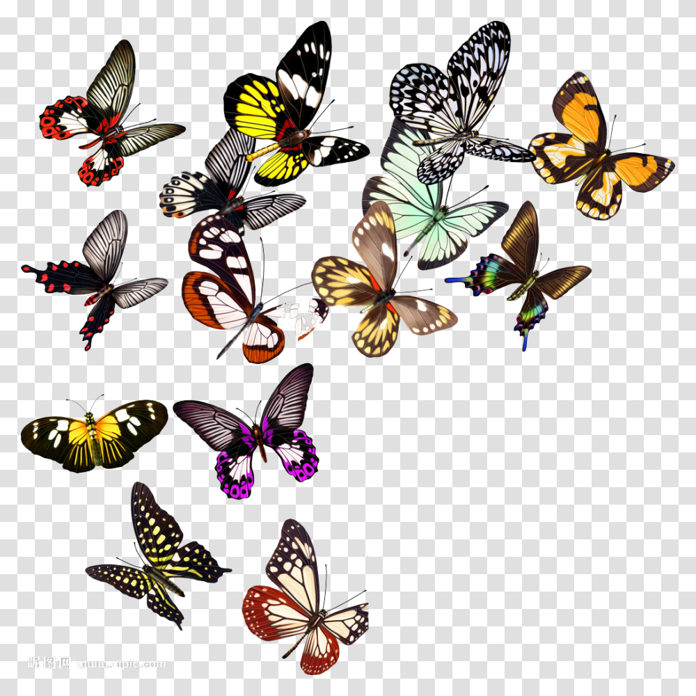 Butterfly Nymphalidae Clip Art, Insect, Invertebrate, Animal, Bird Transparent Png
