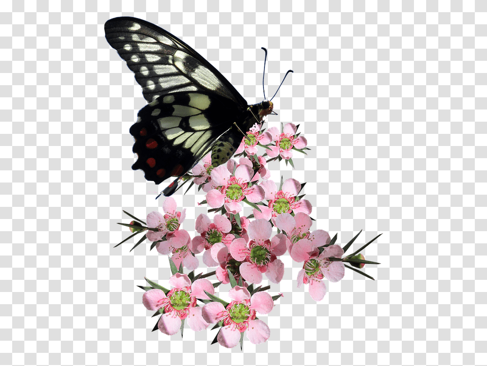 Butterfly Of A Flower Tree, Plant, Blossom, Animal, Insect Transparent Png