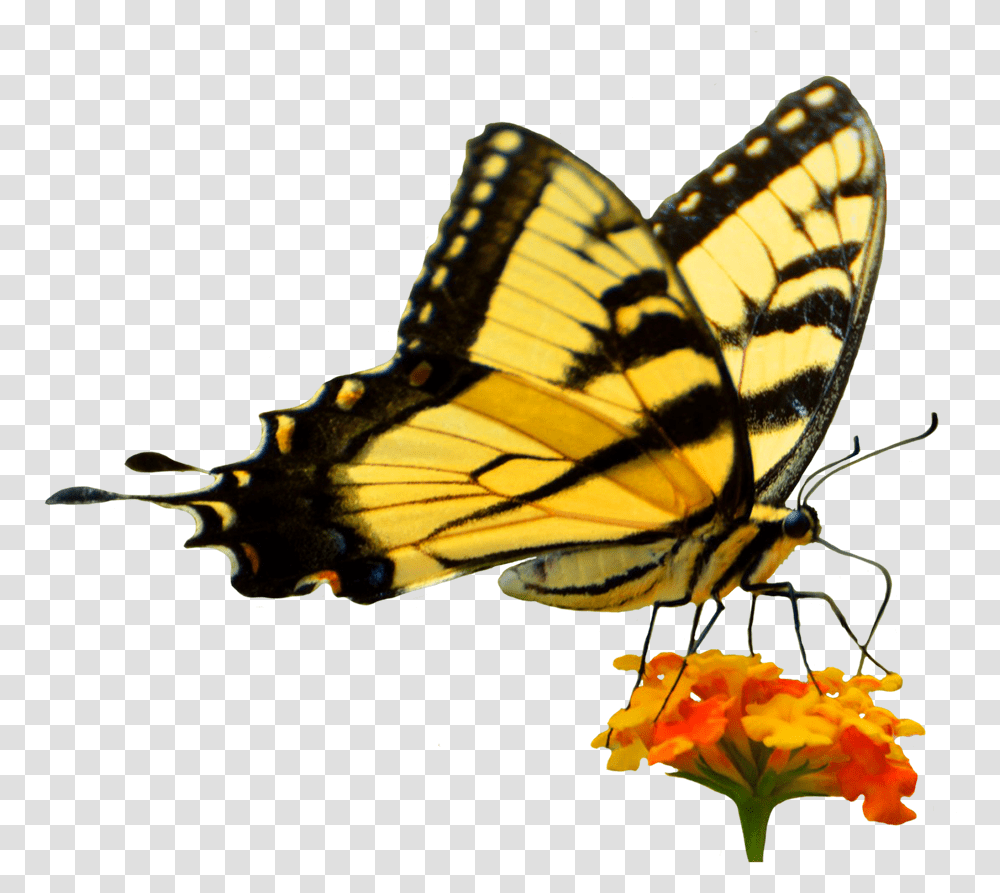 Butterfly On Flower Cut Out Butterfly In Garden, Insect, Invertebrate, Animal, Monarch Transparent Png