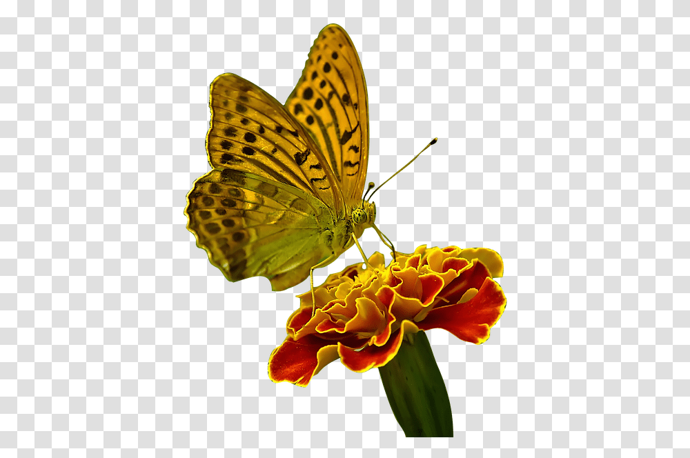 Butterfly On Flower, Insect, Invertebrate, Animal, Monarch Transparent Png