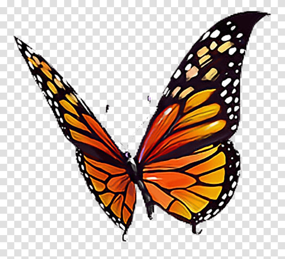 Butterfly Orange Black Yellow White Butterflylove Orange Yellow And Black Butterfly, Monarch, Insect, Invertebrate, Animal Transparent Png