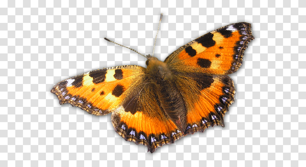 Butterfly Orange Nature Free Picture Large Butterfly, Insect, Invertebrate, Animal, Monarch Transparent Png