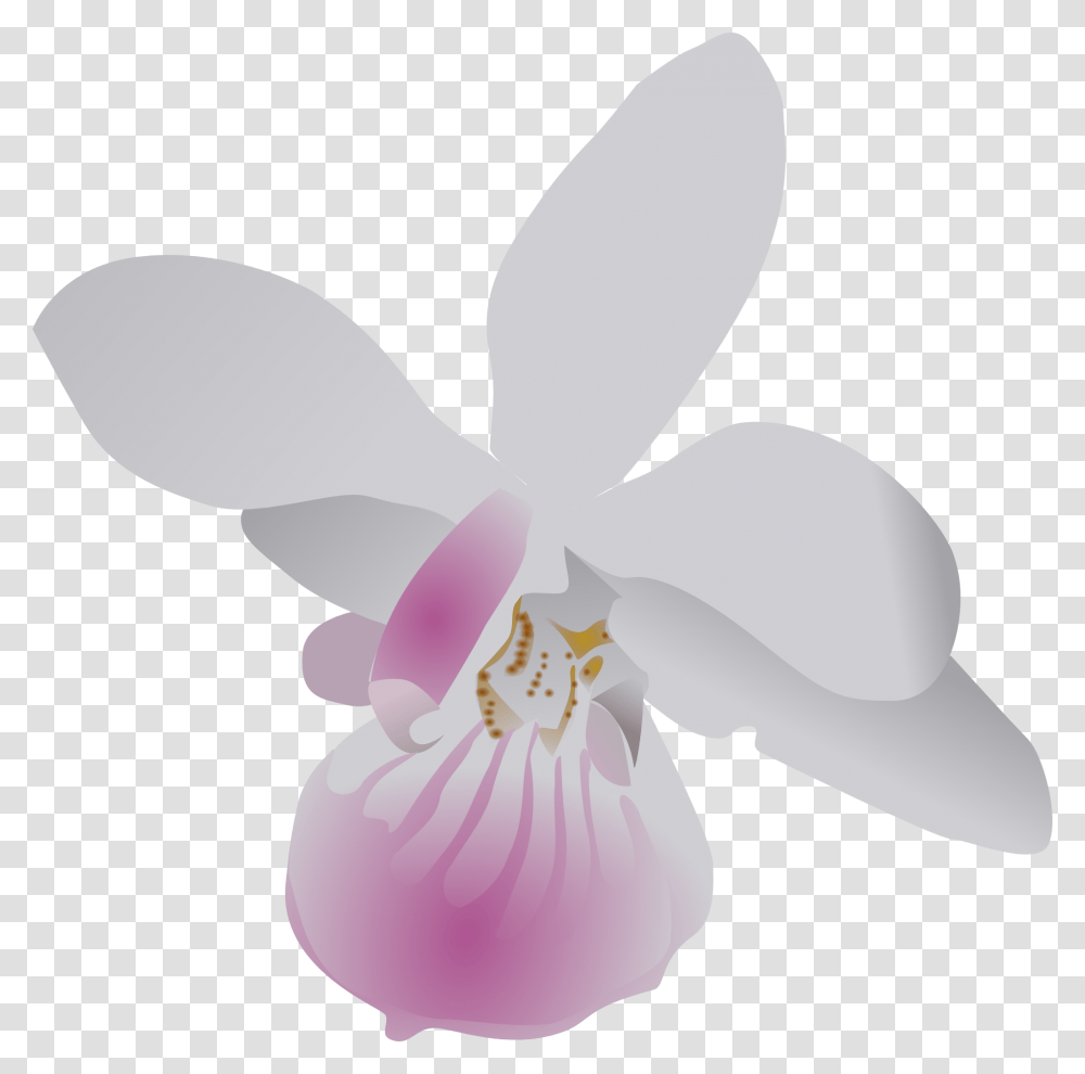 Butterfly Orchid Flower Orchid Clip Art, Plant, Blossom, Petal, Balloon Transparent Png