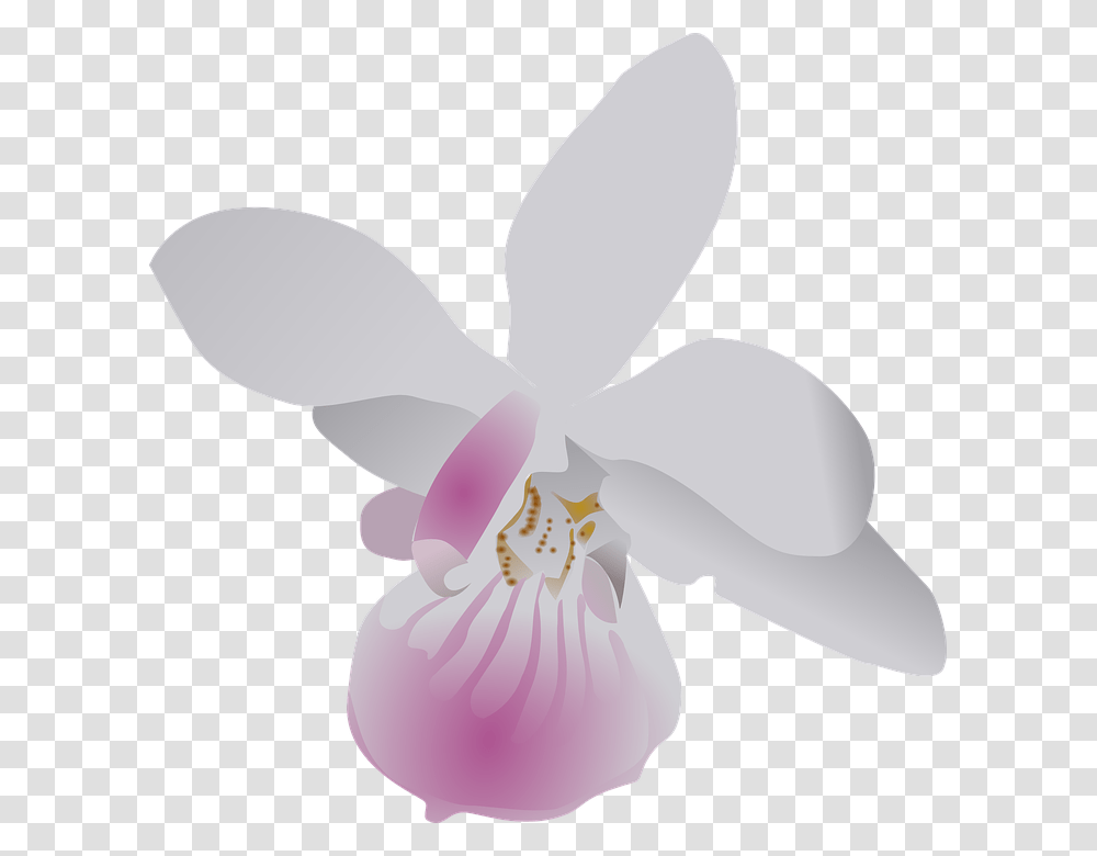 Butterfly Orchid Flower Purple White Flora Floral Orchid Clip Art, Plant, Blossom, Balloon, Petal Transparent Png