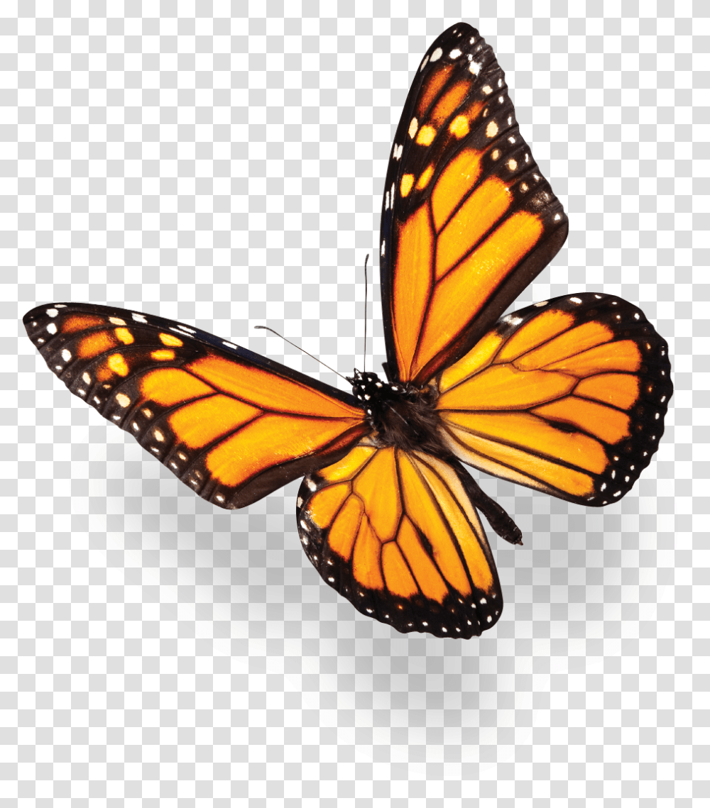 Butterfly Over The Flower, Monarch, Insect, Invertebrate, Animal Transparent Png