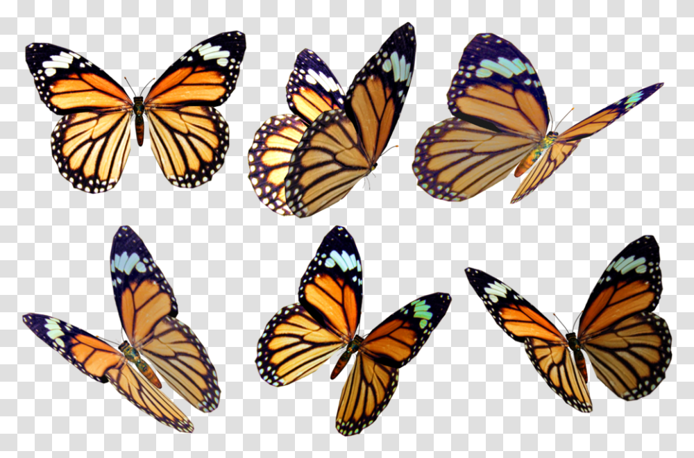 Butterfly Overlay Free Butterfly Overlay, Monarch, Insect, Invertebrate, Animal Transparent Png