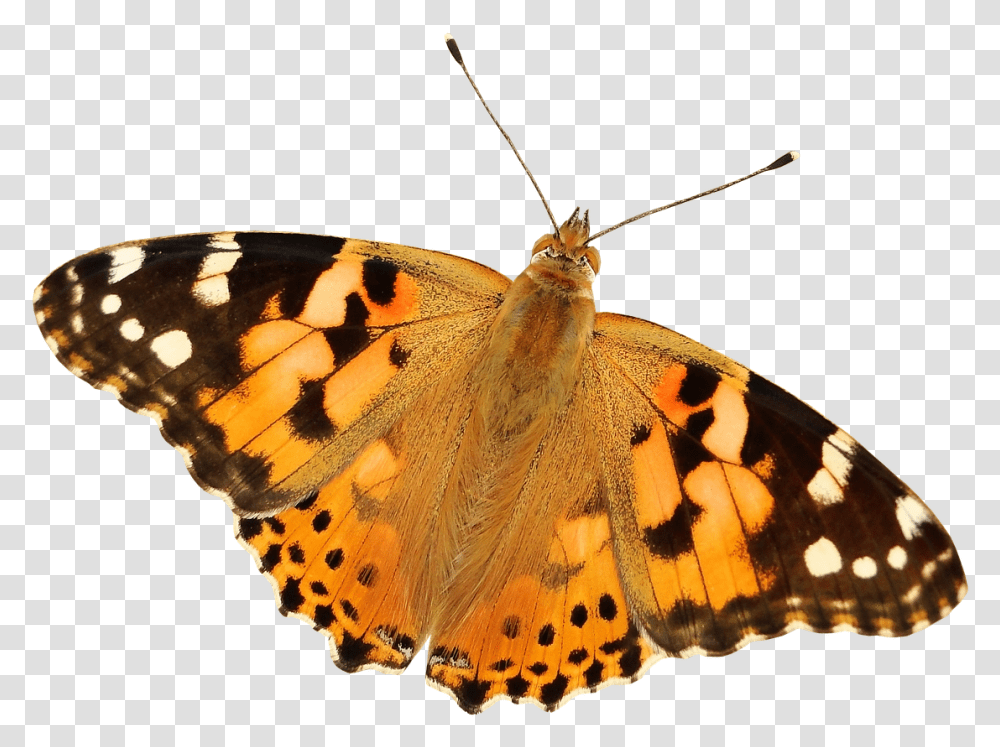 Butterfly Painted Lady Butterfly Background, Insect, Invertebrate, Animal, Monarch Transparent Png