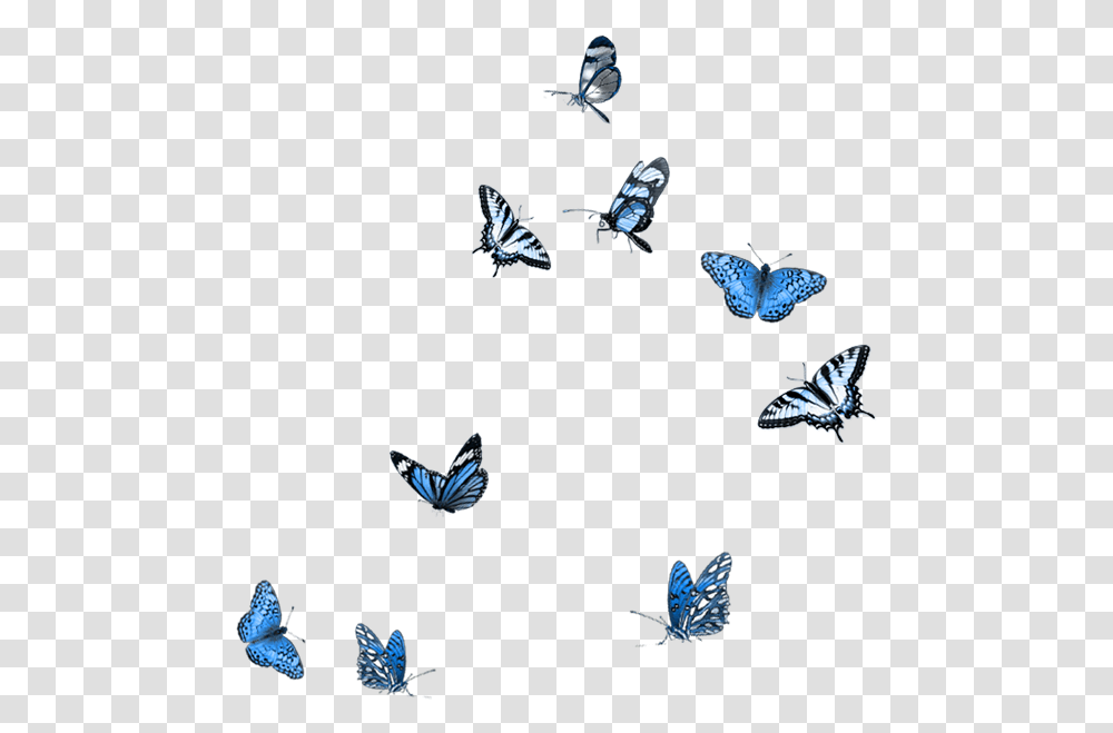 Butterfly Party Moth Mood Boards Embellishments Blue Butterflies, Insect, Invertebrate, Animal, Bird Transparent Png