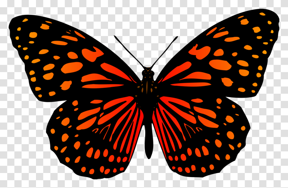Butterfly, Pattern, Monarch, Insect, Invertebrate Transparent Png