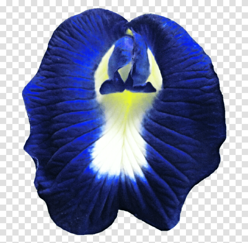 Butterfly Pea Flower Butterfly Pea Flower, Iris, Plant, Petal, Scarf Transparent Png