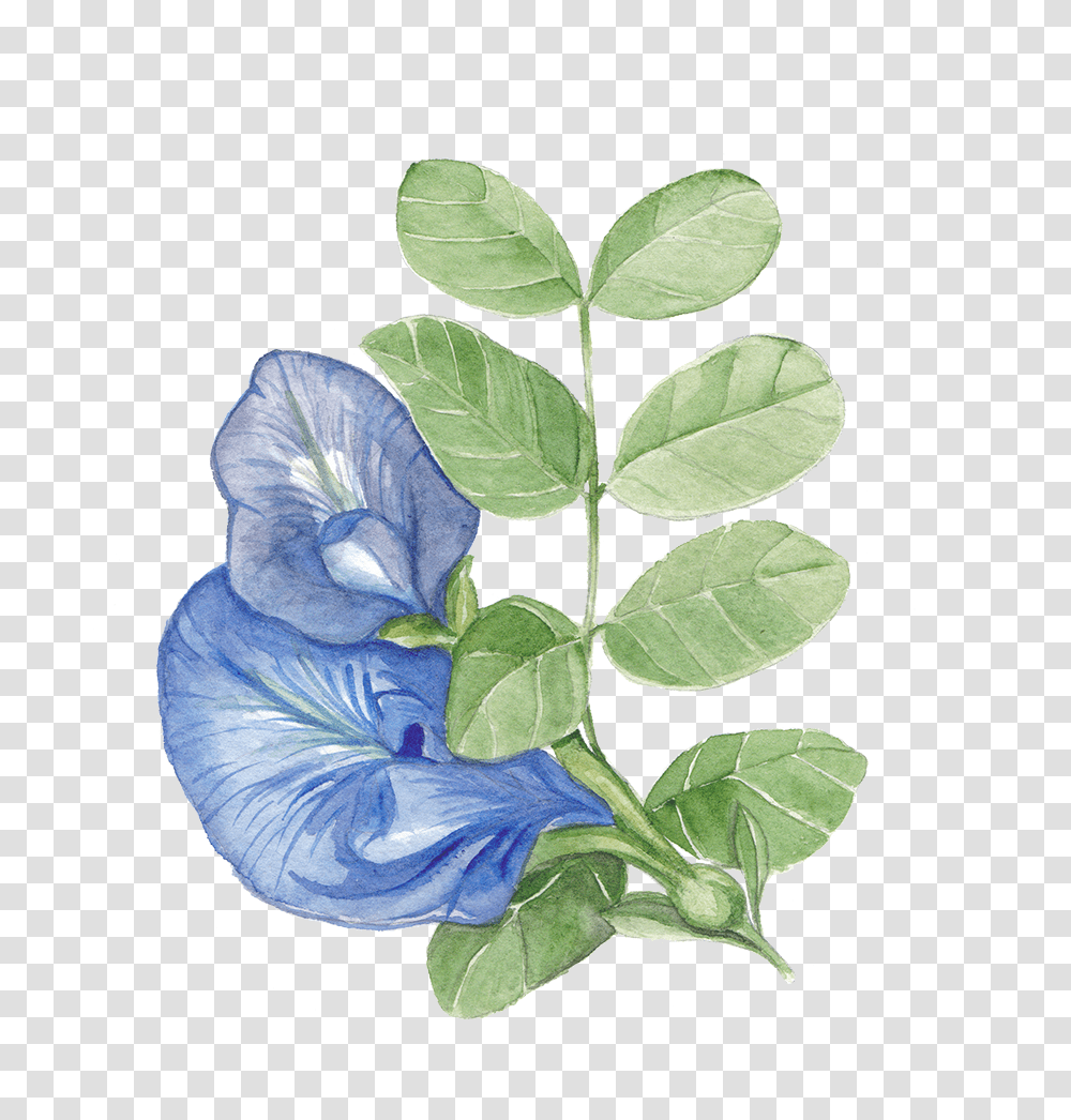 Butterfly Pea Flower Illustration, Plant, Leaf, Blossom, Acanthaceae Transparent Png