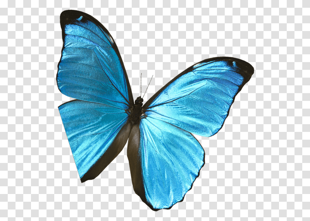 Butterfly Pic Lycaenid, Insect, Invertebrate, Animal, Person Transparent Png