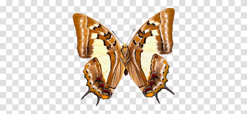 Butterfly Picture Clipart Kelebekler Hayvanlar Ku Brown Butterfly High Resolution, Insect, Invertebrate, Animal, Moth Transparent Png