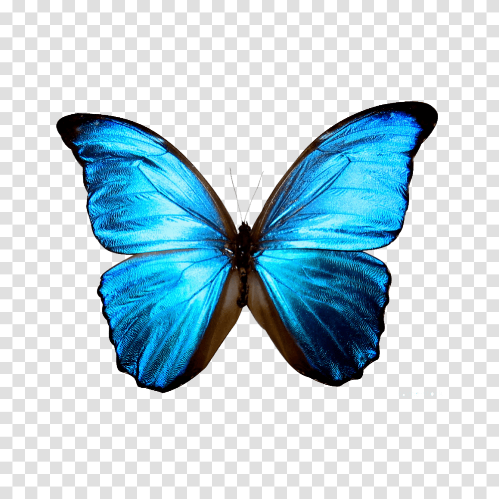 Butterfly Pictures, Insect, Invertebrate, Animal, Monarch Transparent Png