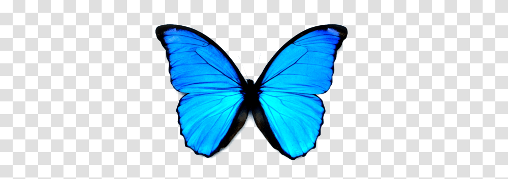 Butterfly Pictures, Insect, Invertebrate, Animal, Pattern Transparent Png