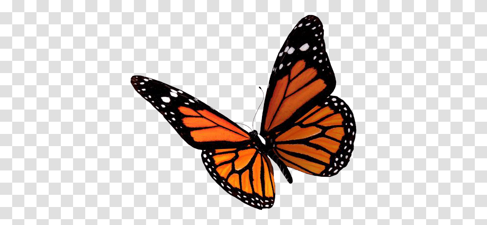 Butterfly Pictures, Monarch, Insect, Invertebrate, Animal Transparent Png