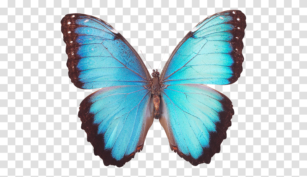 Butterfly Pictures To Colour, Insect, Invertebrate, Animal, Pattern Transparent Png