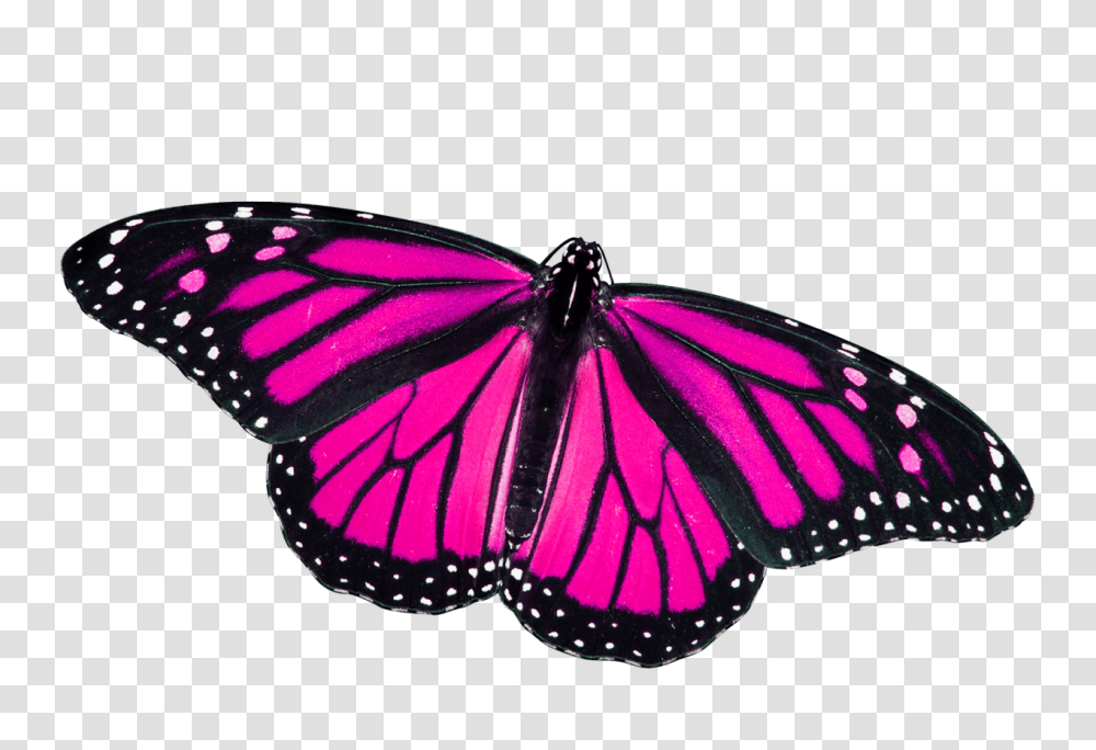 Butterfly Pink, Insect, Invertebrate, Animal, Monarch Transparent Png