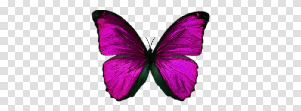 Butterfly Pink Lightning Butterfly Backgrounds Aesthetic, Purple, Petal, Flower, Plant Transparent Png