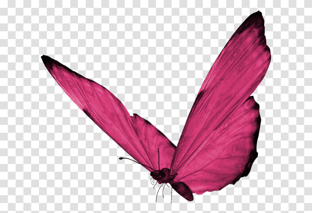 Butterfly Pinkbutterfly Pink Hotpink Cute Pretty Pink Butterfly Hd, Animal, Bird, Insect, Invertebrate Transparent Png