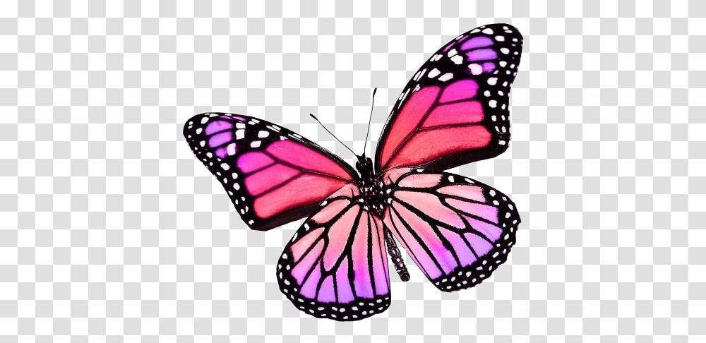 Butterfly Purple And Pink Butterfly, Monarch, Insect, Invertebrate, Animal Transparent Png