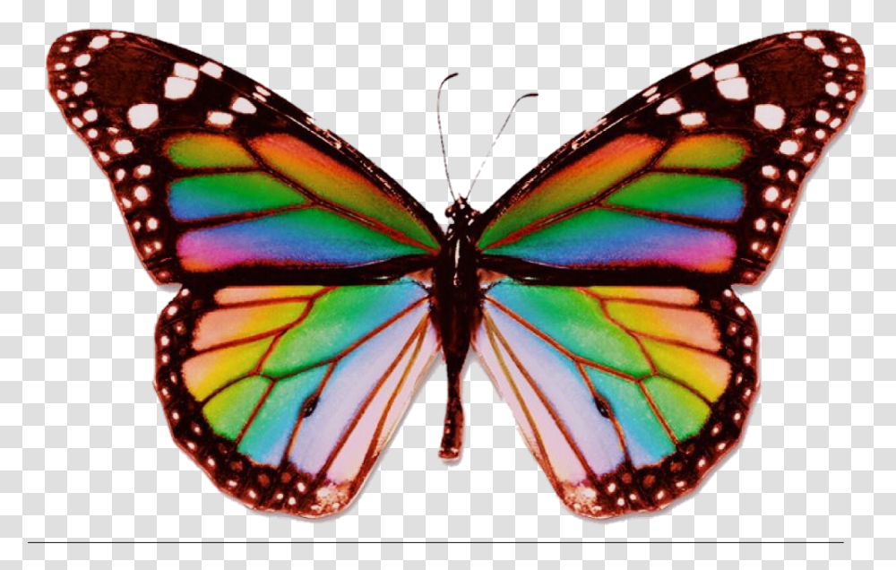 Butterfly Rainbow Aesthetic Trippy Edit Psychedelic Real Rainbow Butterfly, Insect, Invertebrate Transparent Png