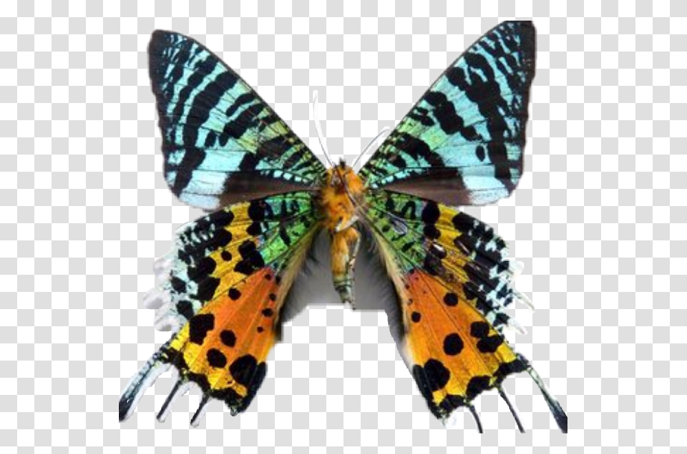Butterfly Rare Vanessa Cardui, Moth, Insect, Invertebrate, Animal Transparent Png