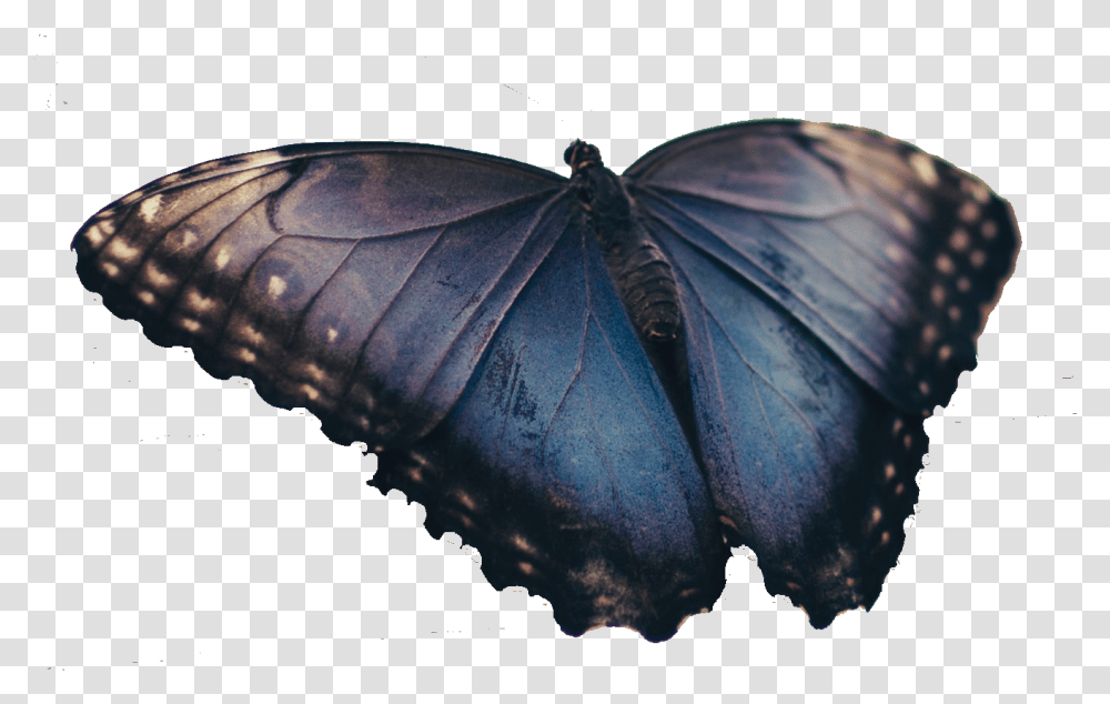 Butterfly Real, Animal, Turtle, Reptile, Sea Life Transparent Png