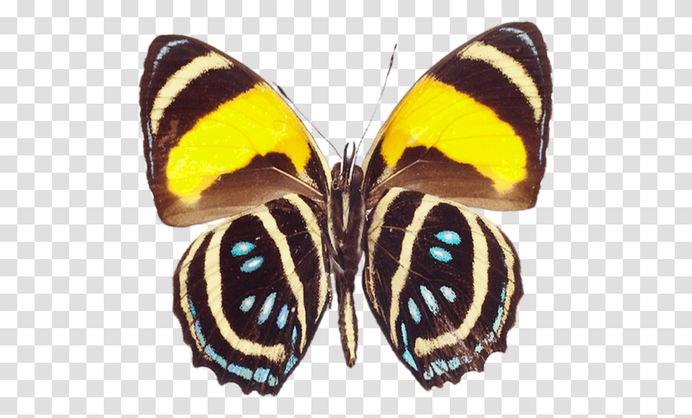 Butterfly Real Clipart, Insect, Invertebrate, Animal, Monarch Transparent Png