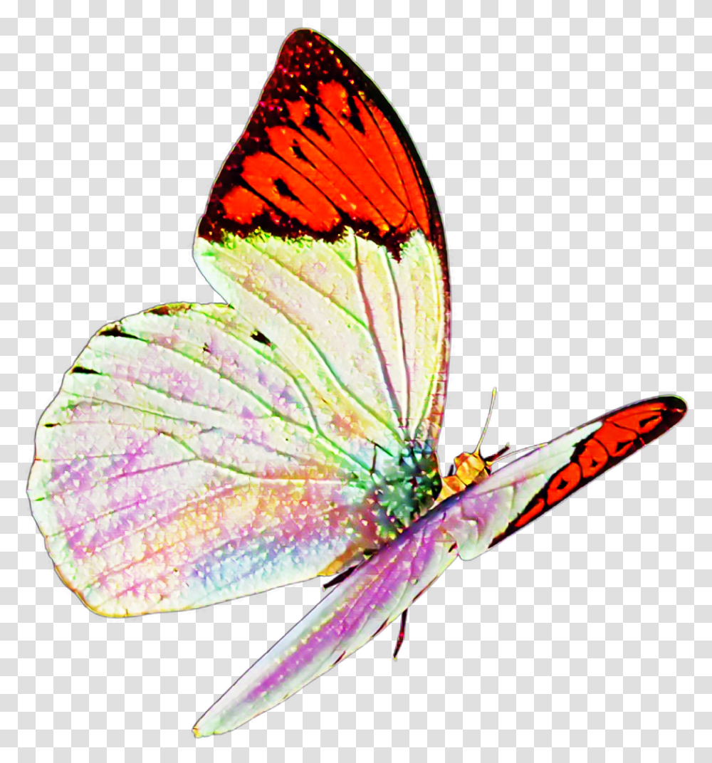 Butterfly Real Nature Flying Sticker Mislen Flying, Insect, Invertebrate, Animal Transparent Png