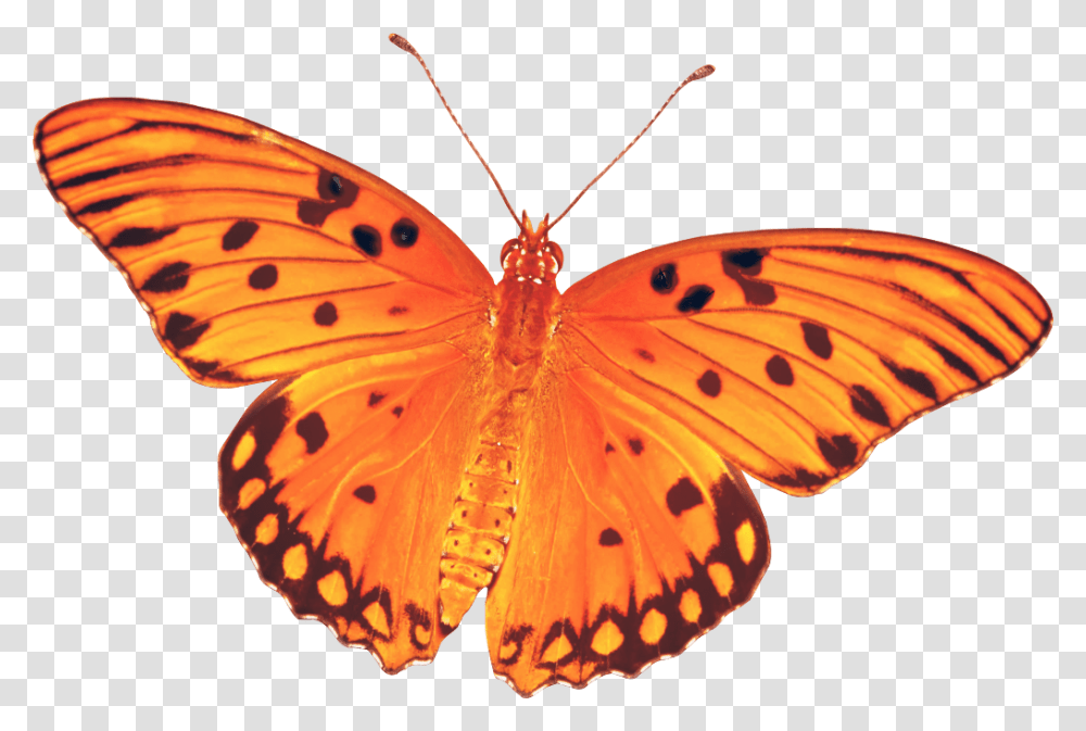 Butterfly Real Orange Nature Butterfly, Insect, Invertebrate, Animal, Monarch Transparent Png