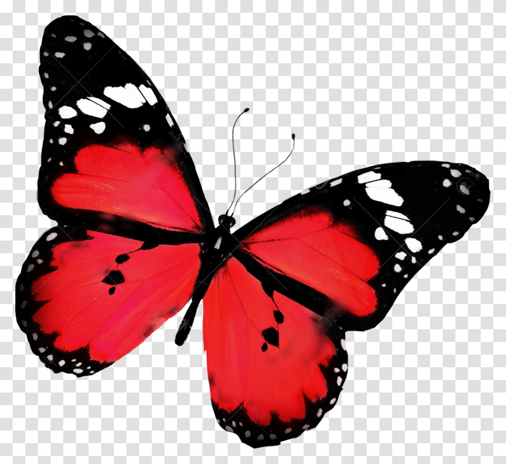 Butterfly Red Beautiful Freetoedit Butterfly Flying, Insect, Invertebrate, Animal Transparent Png