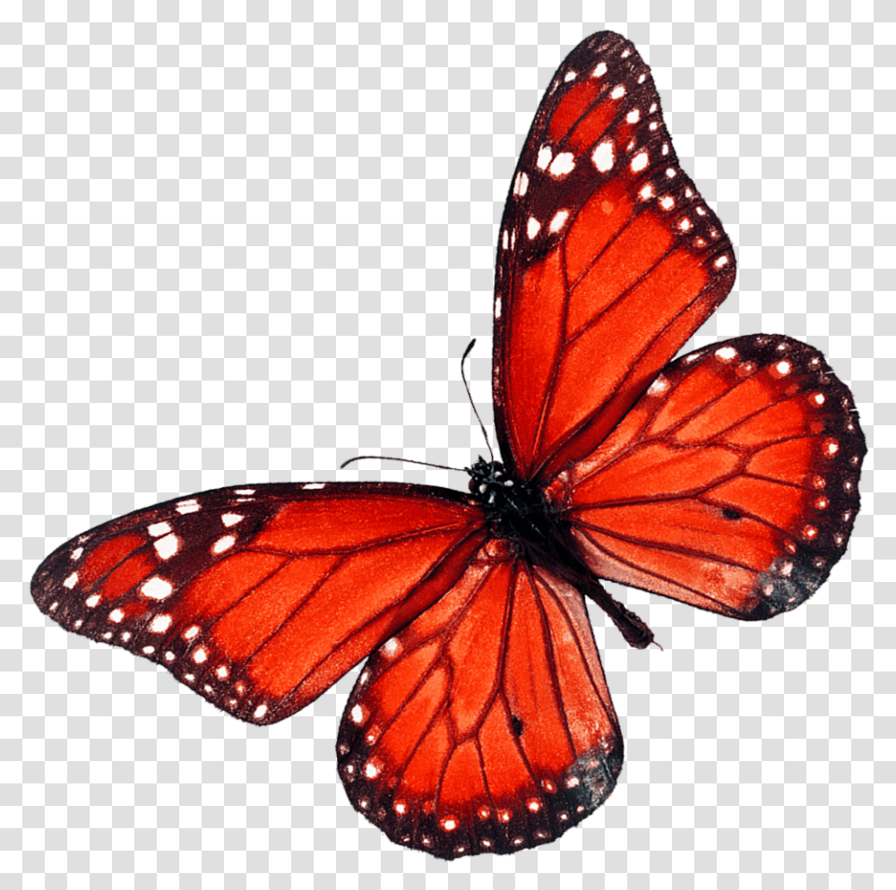 Butterfly Red Fly, Monarch, Insect, Invertebrate, Animal Transparent Png