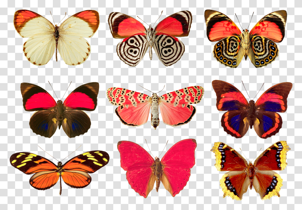 Butterfly Red, Insect, Invertebrate, Animal, Rug Transparent Png