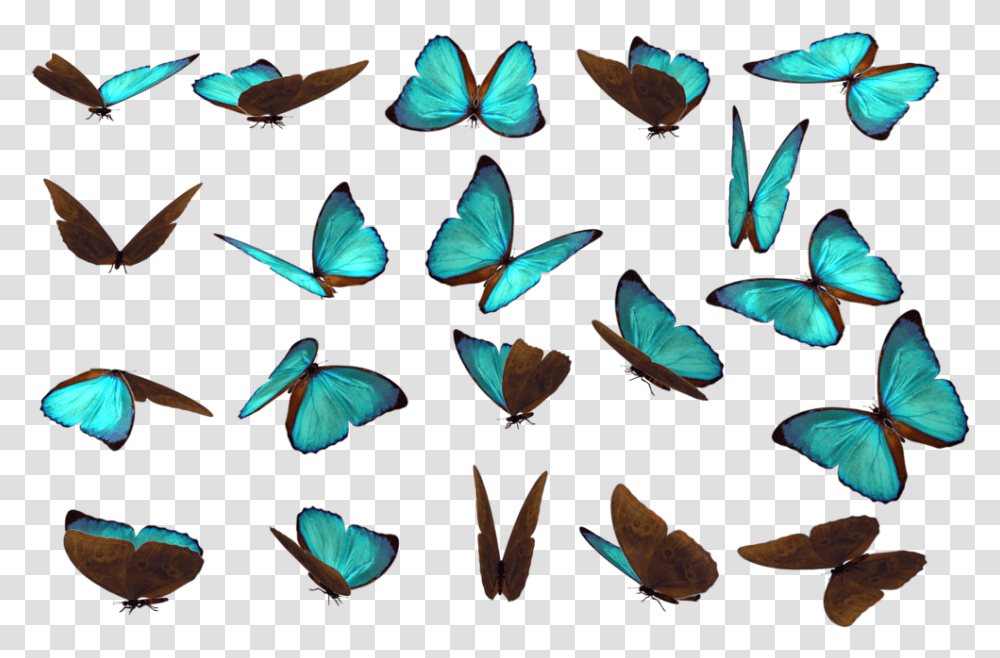 Butterfly References, Insect, Invertebrate, Animal, Moth Transparent Png