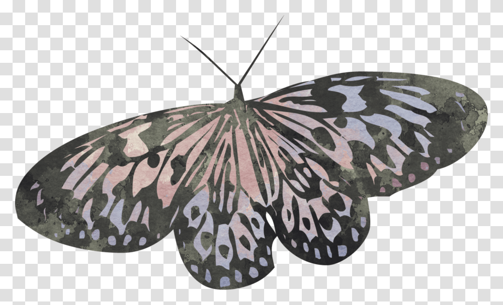 Butterfly Scrapelement Riodinidae, Moth, Insect, Invertebrate, Animal Transparent Png