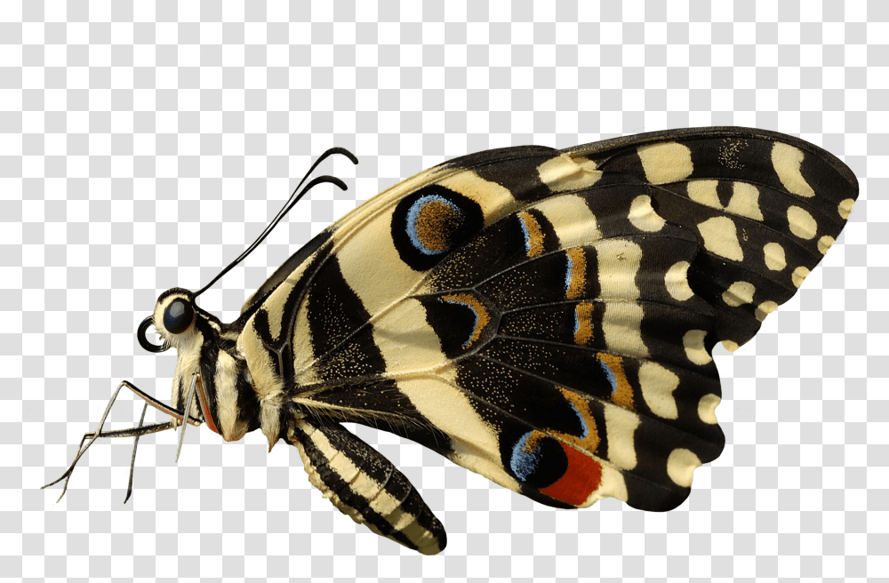 Butterfly Sideview Butterfly Side View, Insect, Invertebrate, Animal, Snake Transparent Png