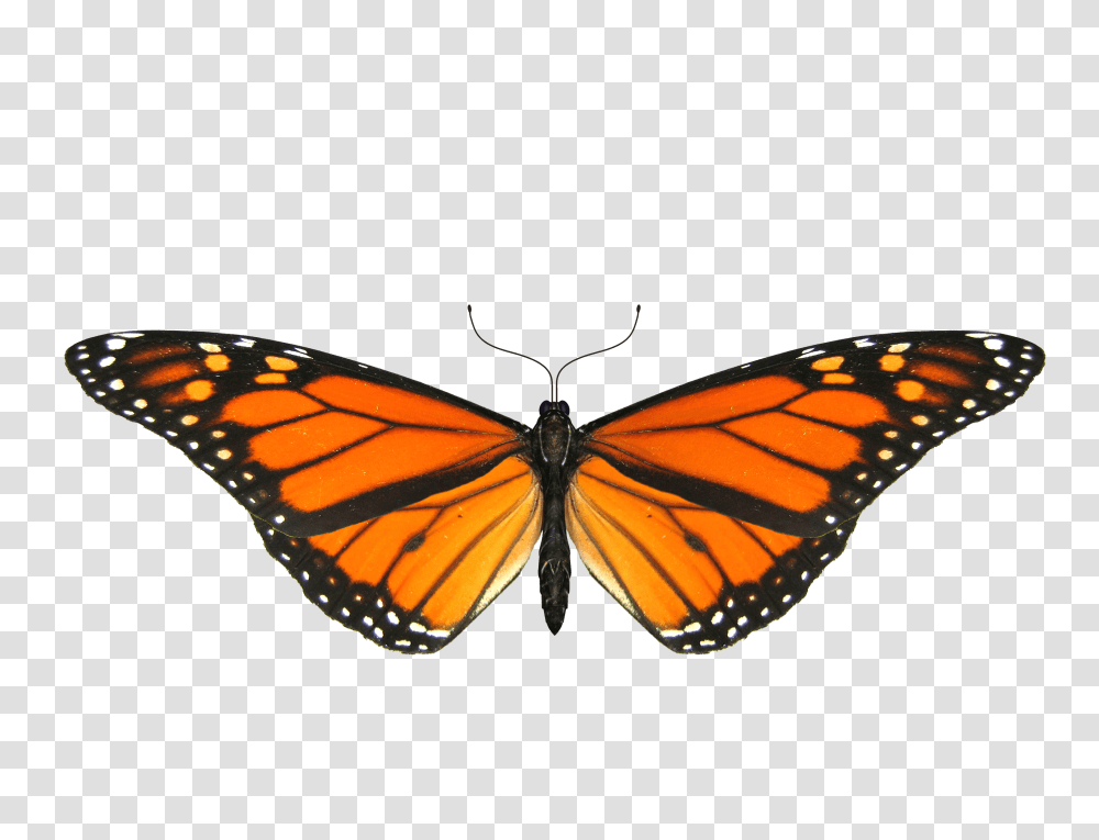 Butterfly Sideview, Monarch, Insect, Invertebrate, Animal Transparent Png