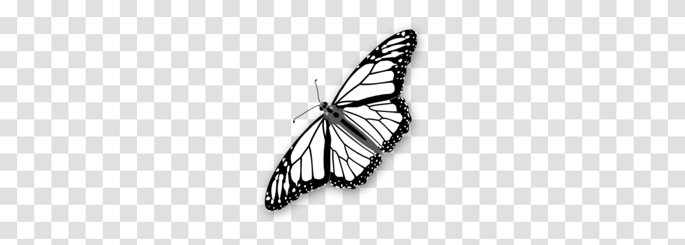 Butterfly Stencil Cliparts, Insect, Invertebrate, Animal, Moth Transparent Png