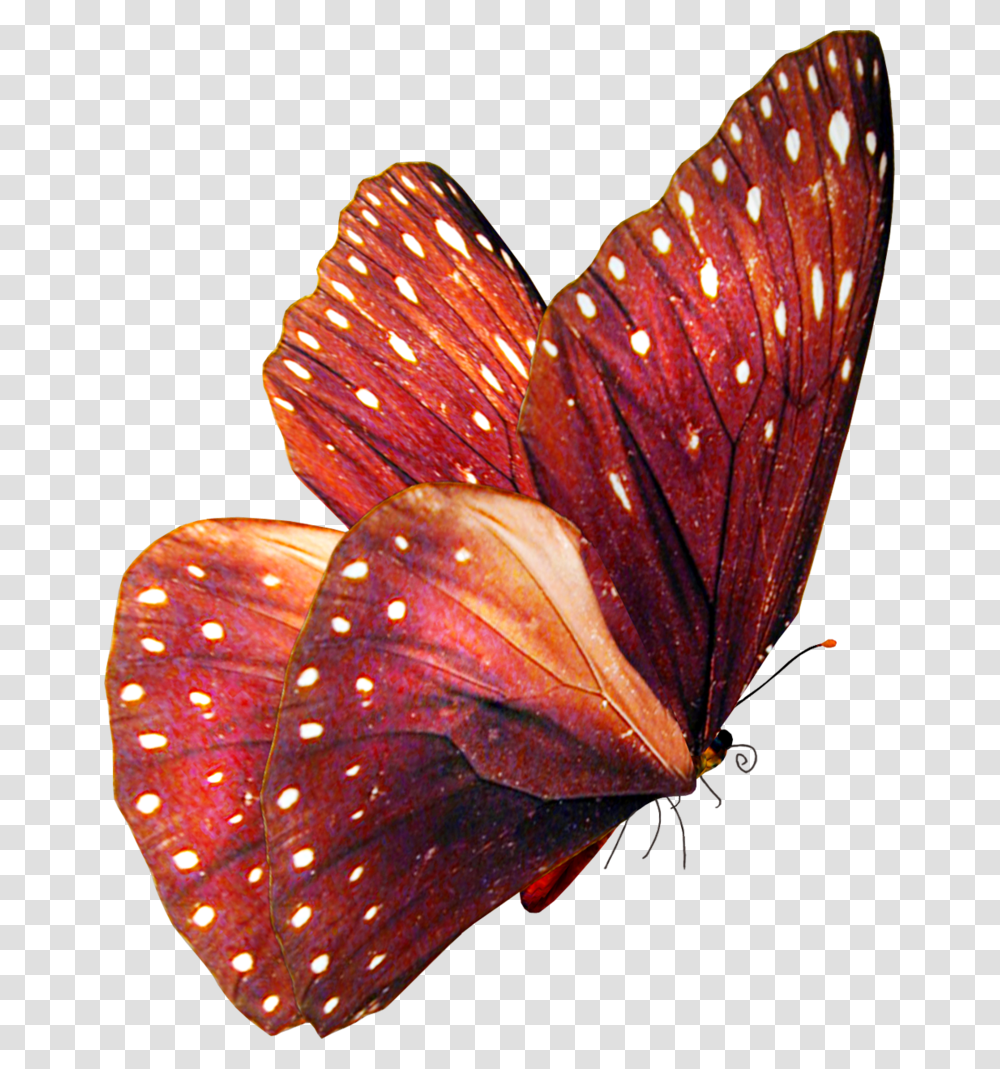 Butterfly Stock By Violettalestrange Teal Butterfly, Leaf, Plant, Petal, Flower Transparent Png