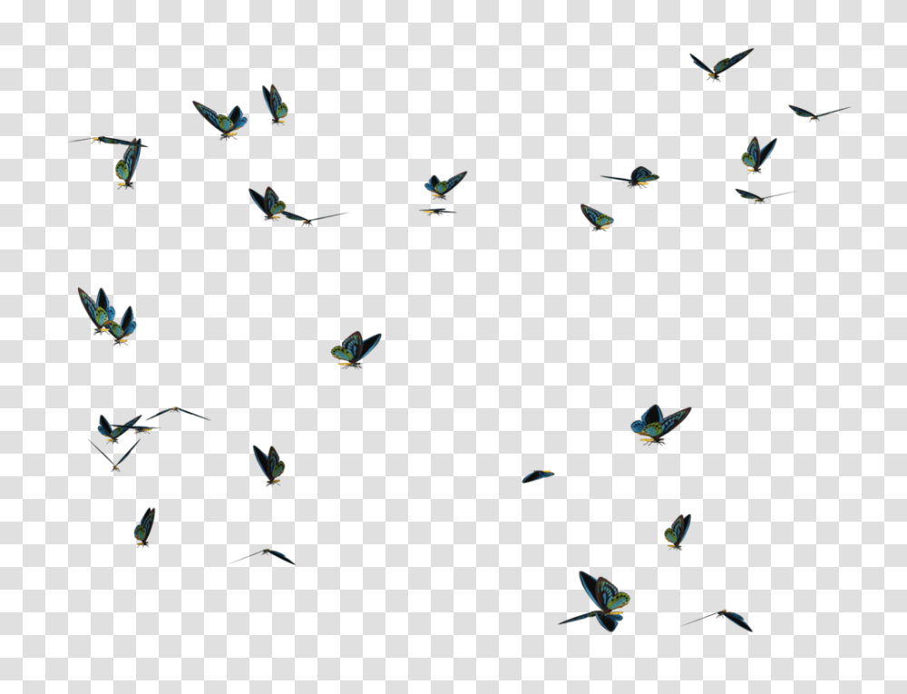 Butterfly Swarm Stock, Flying, Bird, Animal, Boat Transparent Png