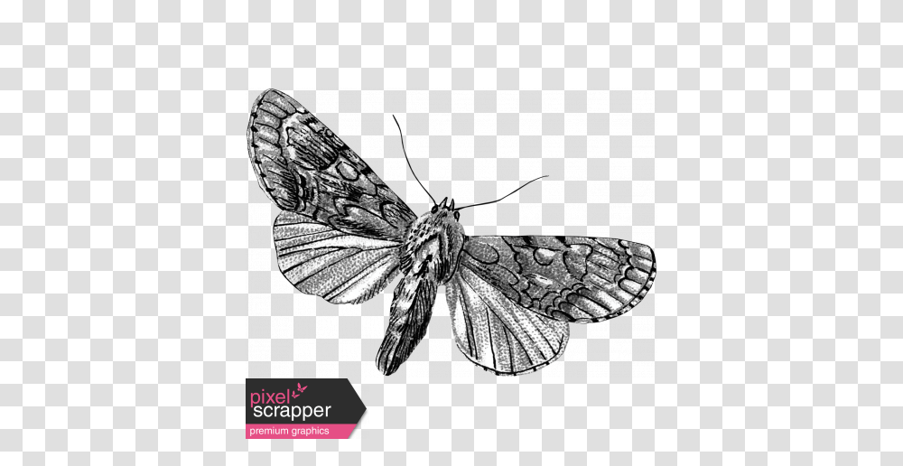 Butterfly Template Graphic, Insect, Invertebrate, Animal, Bird Transparent Png