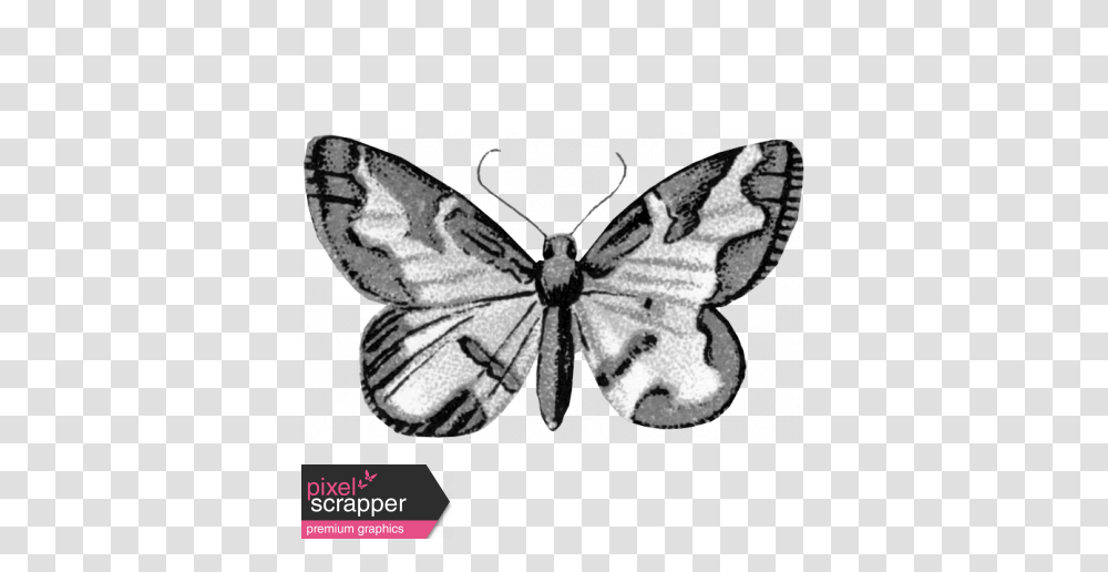 Butterfly Template Graphic, Moth, Insect, Invertebrate, Animal Transparent Png