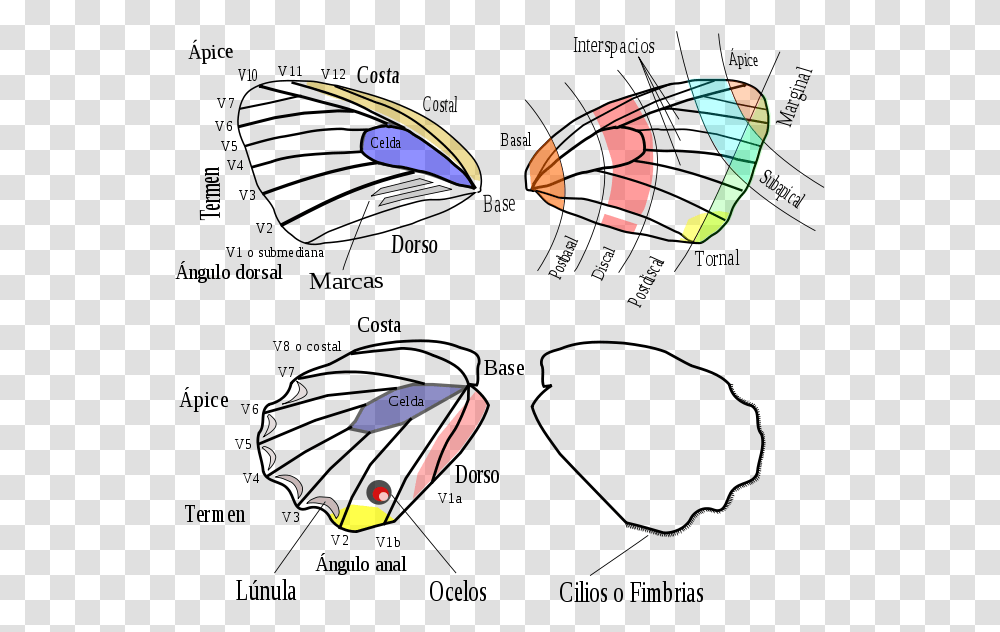 Butterfly Terms, Modern Art, Floral Design Transparent Png