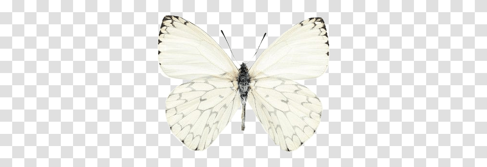 Butterfly Tumblr Cute Aesthetic White Butterfly, Insect, Invertebrate, Animal, Moth Transparent Png