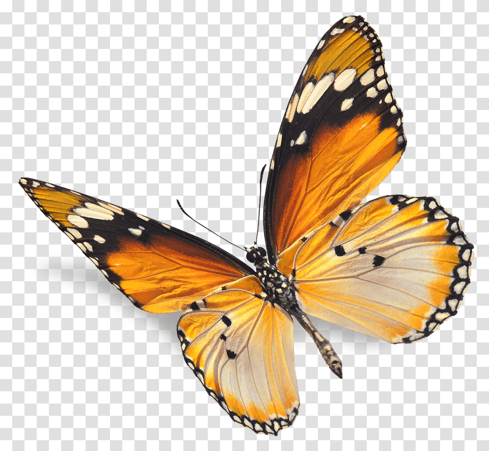 Butterfly V Red Butterfly White Background, Insect, Invertebrate, Animal, Monarch Transparent Png