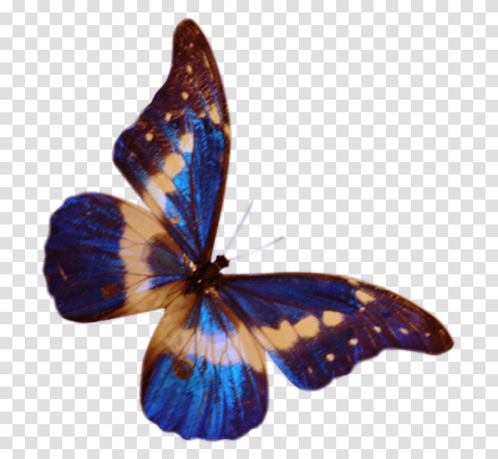 Butterfly Vector, Insect, Invertebrate, Animal, Monarch Transparent Png