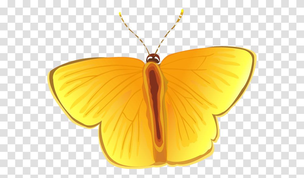 Butterfly Vector Locket, Insect, Invertebrate, Animal, Moth Transparent Png